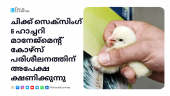 Applications are invited for Chick Sexing & Hatchery Management Course Training
