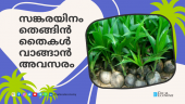 Opportunity to buy hybrid coconut seedlings