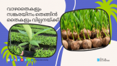 Banana seedlings and hybrid coconut seedlings for sale