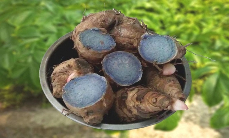 black turmeric