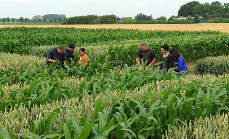 agricultural 