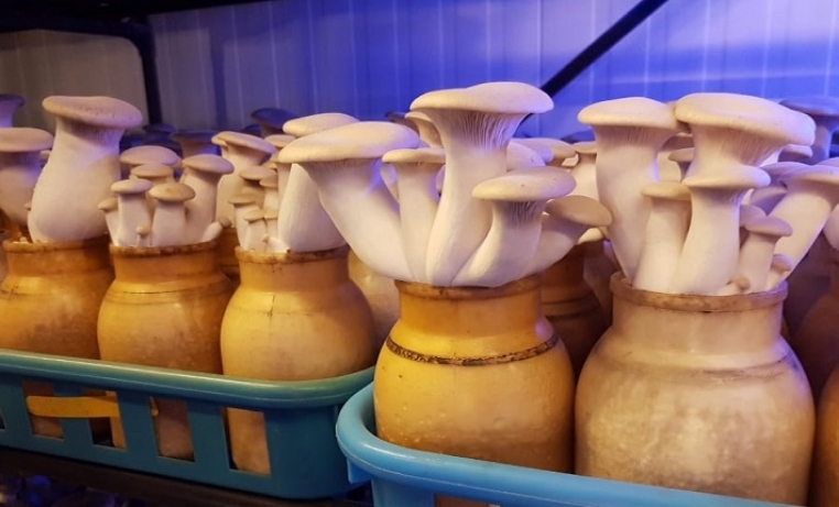 Mushroom farming