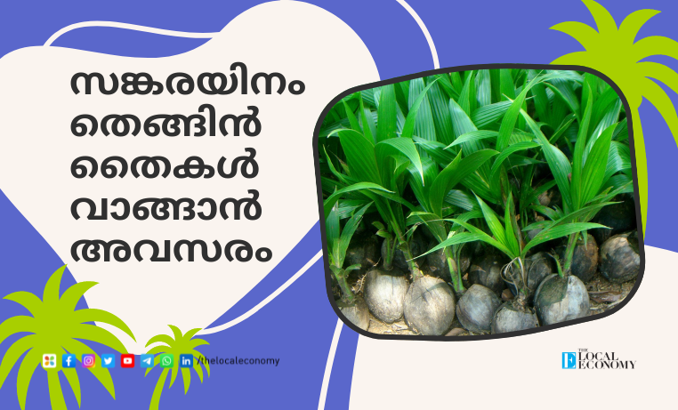 Opportunity to buy hybrid coconut seedlings