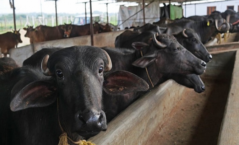 dairy farm