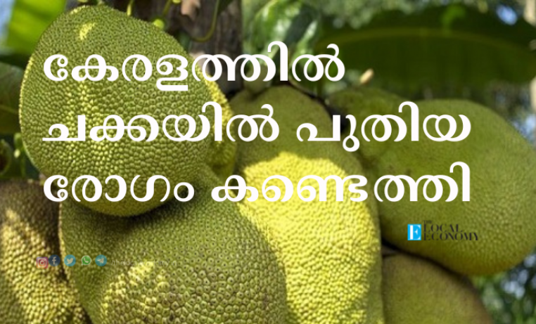 jack fruit