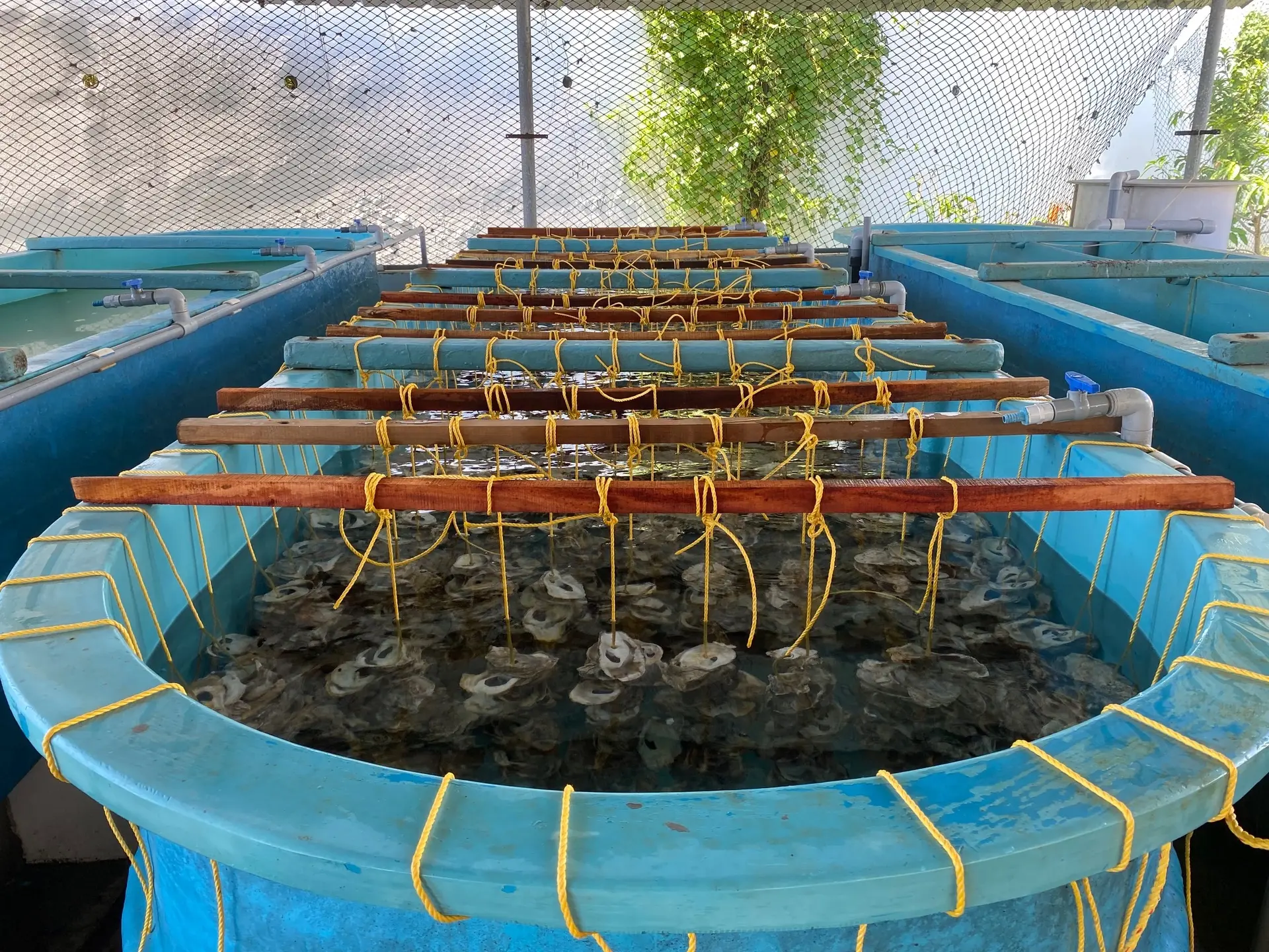 Shelled oyster seeds produced at the hatchery at Vizhinjam Regional Center of CMFRI