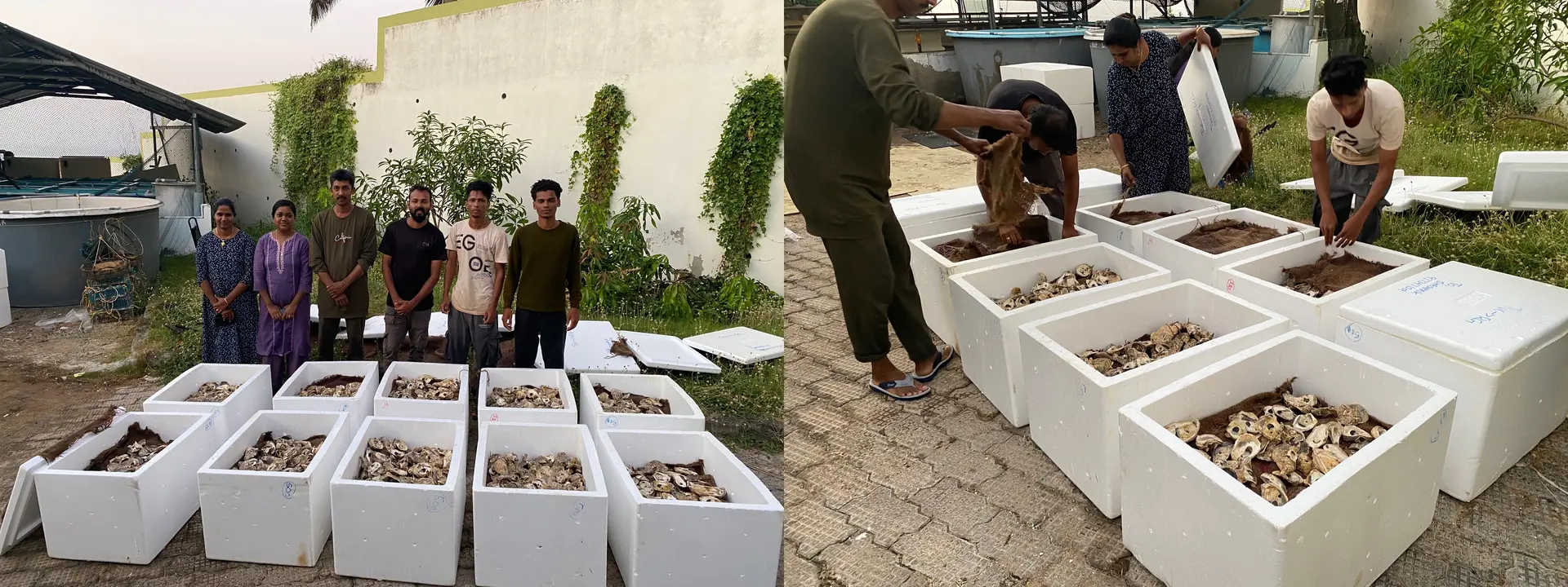 Shelled oyster seeds are packed before being transported to Maharashtra